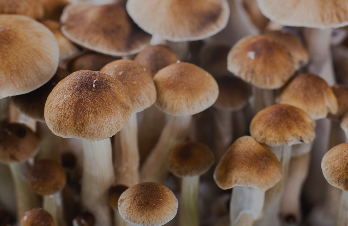 Qualidade Doutor Cogu!